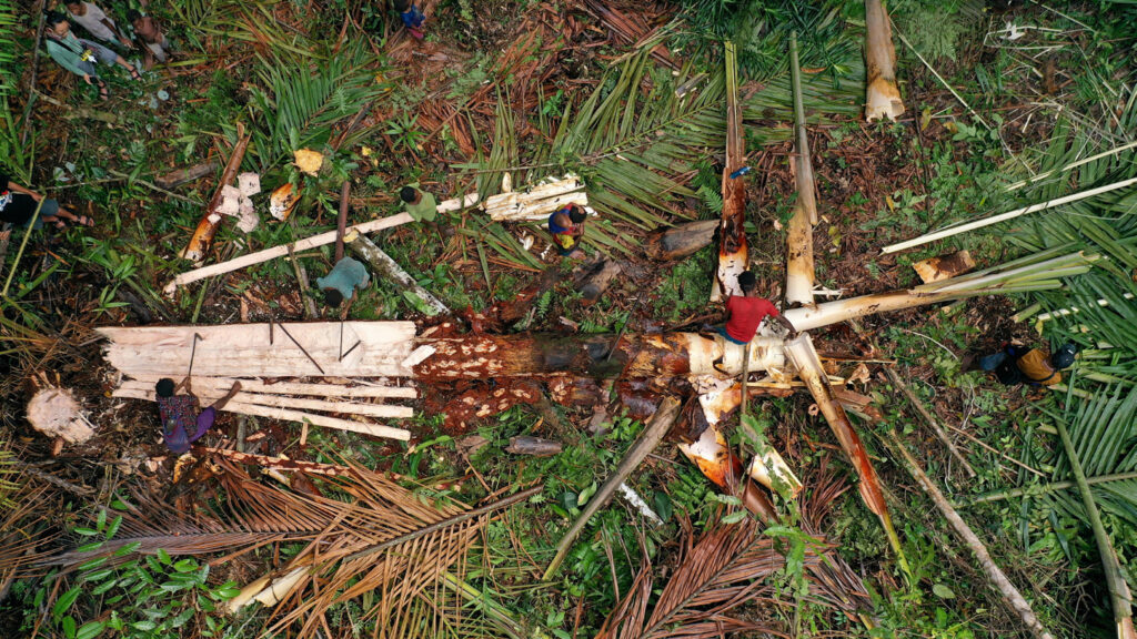Tapping Sago in the Korowai Hinterlands