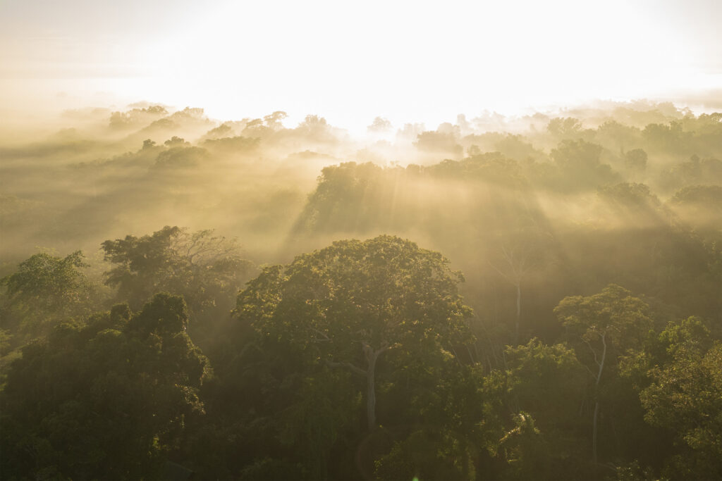 A foggy sunrise in the vast Amazon rainforest