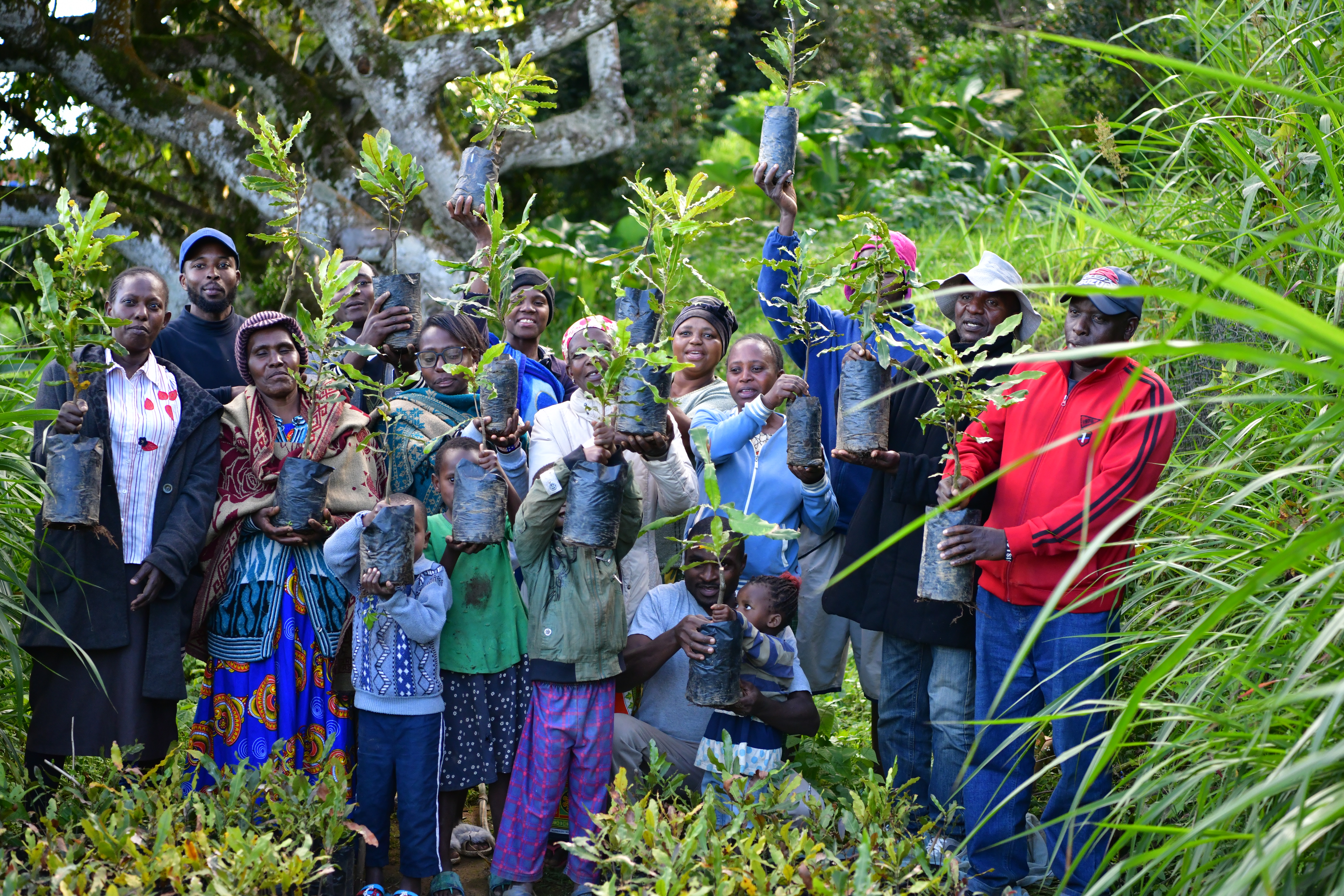 Rooted in hope: Macadamia trees nurturing lives and landscapes
