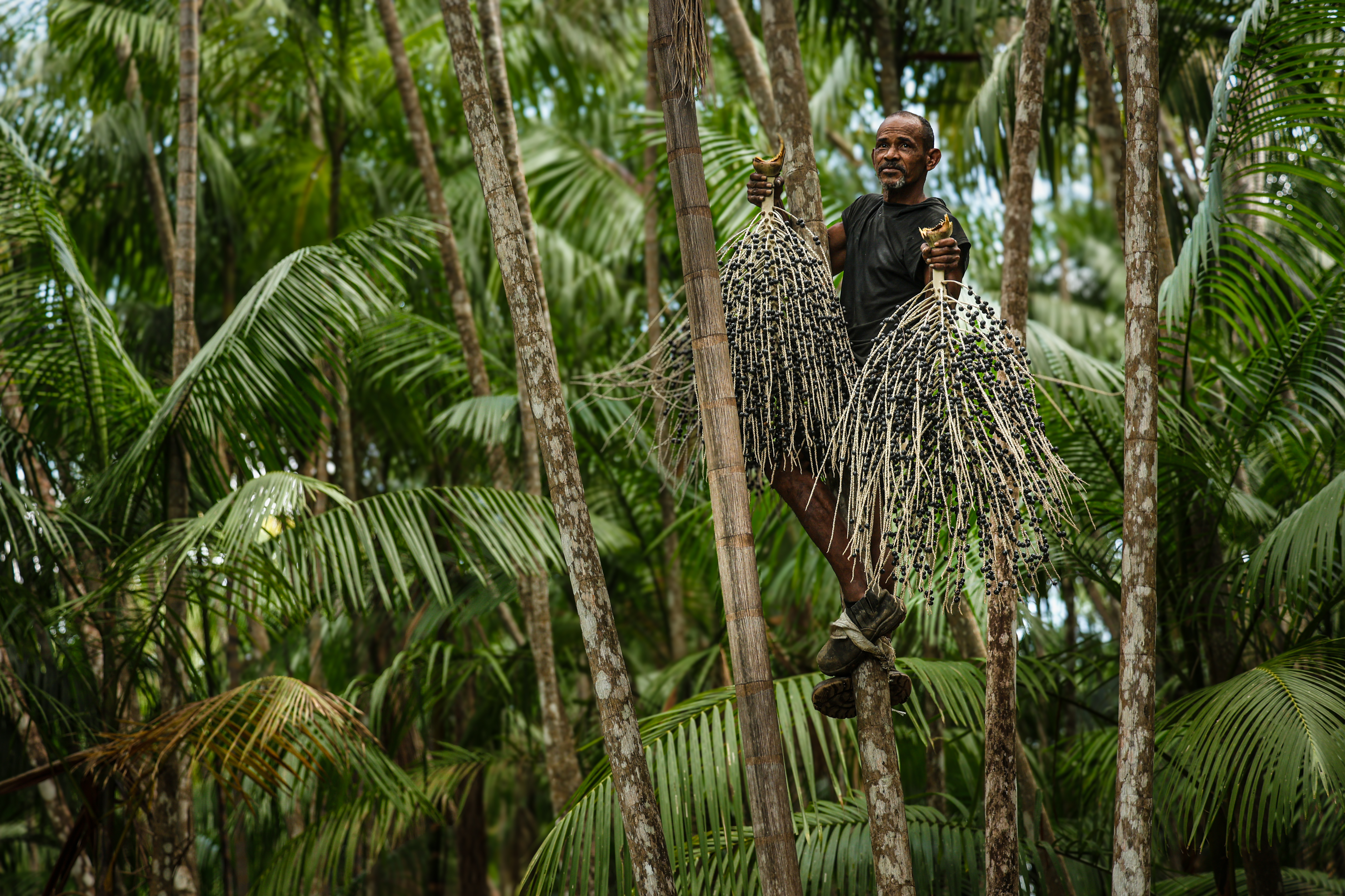 Harvesting sustainability