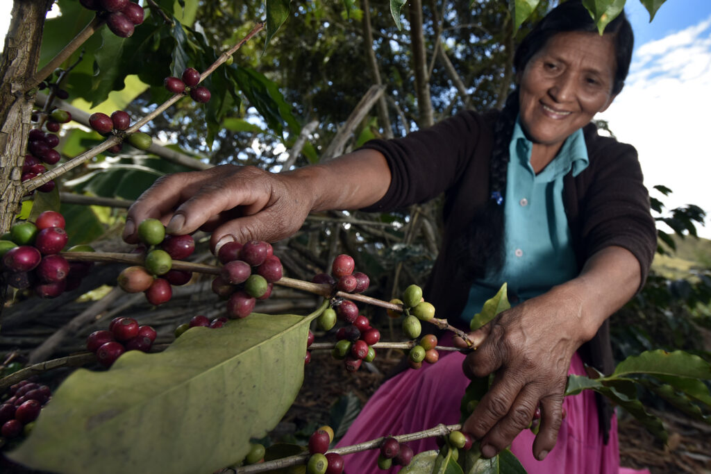 Coffee harvesting