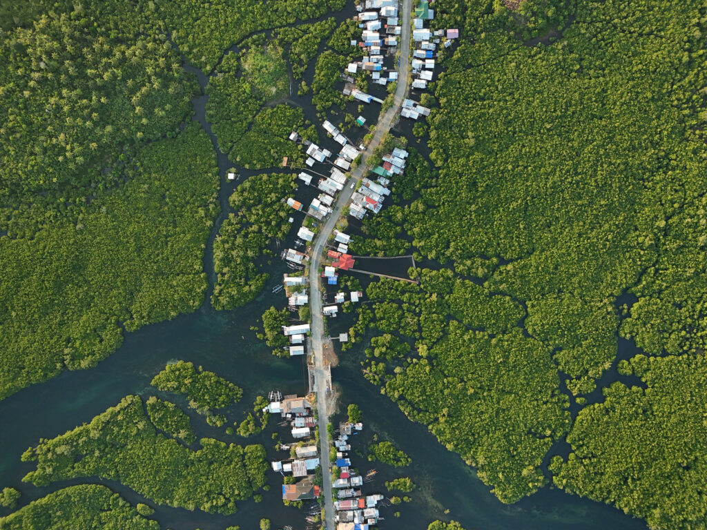 Amidst the mangrove forest
