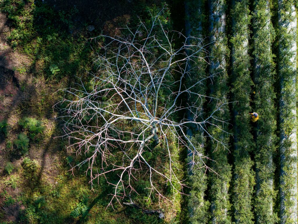 Between life and death