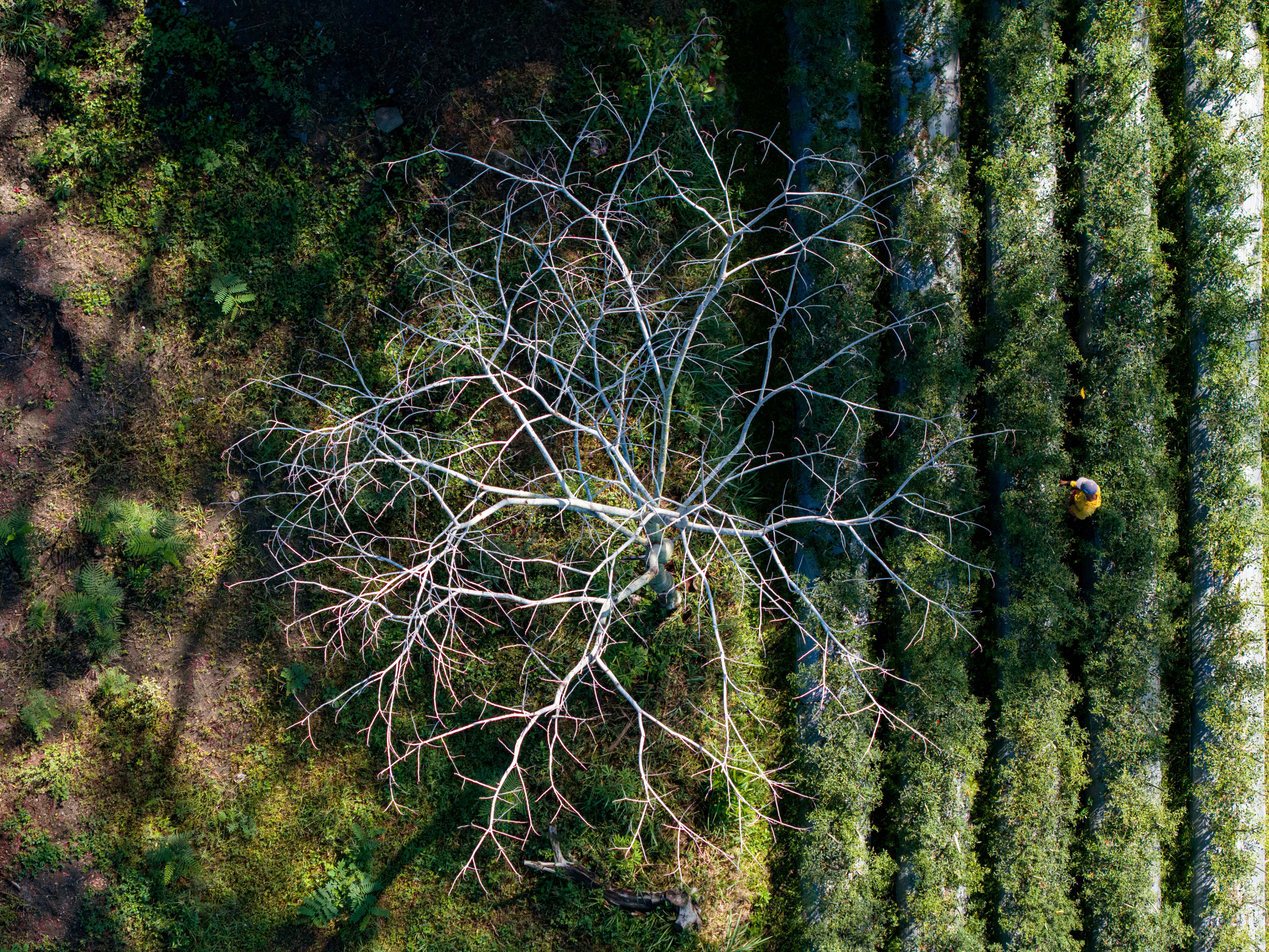 Between life and death