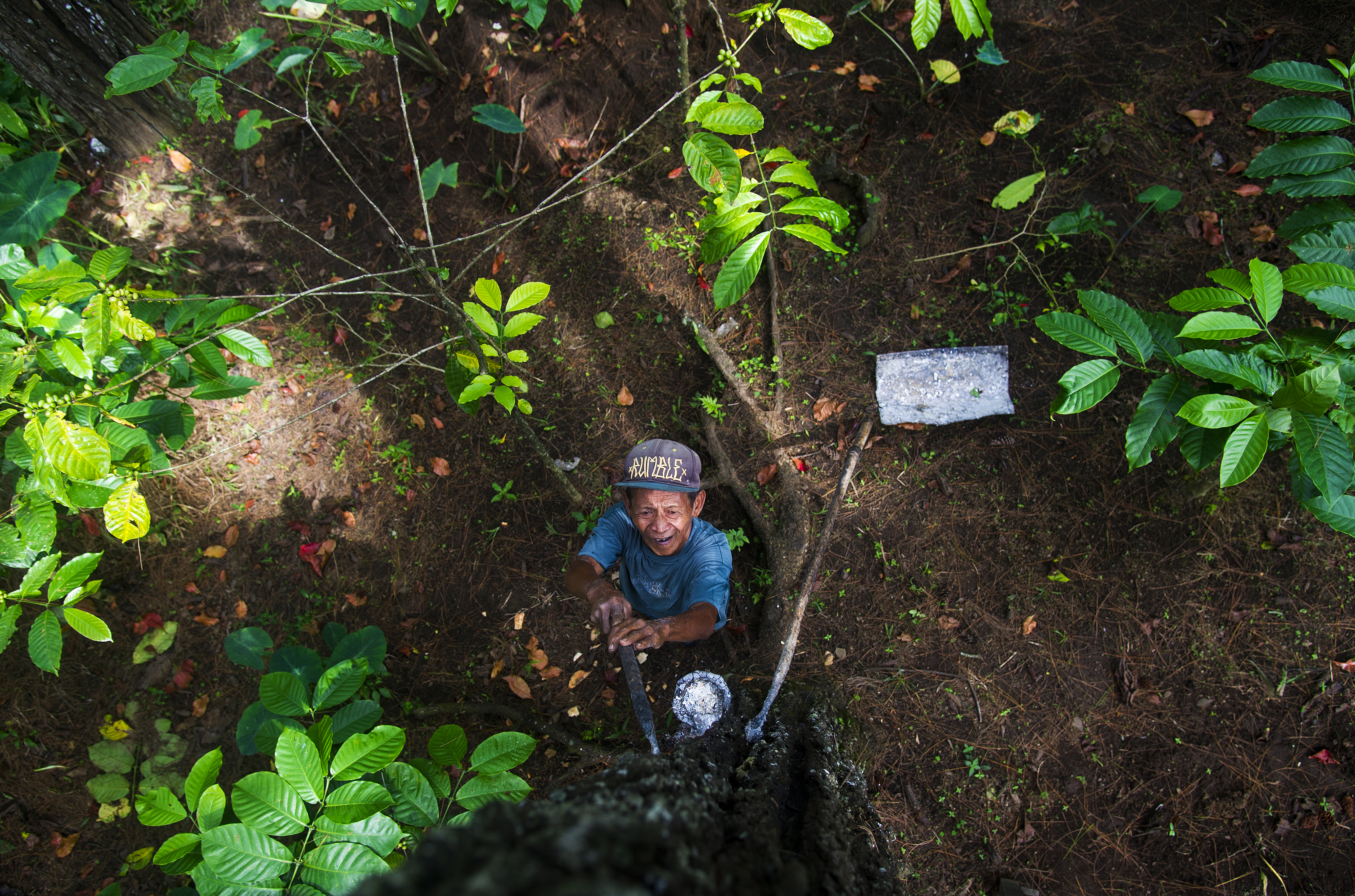Coffee and rubber agroforestry in Jember
