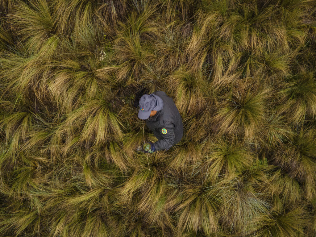 Coripata reforestation